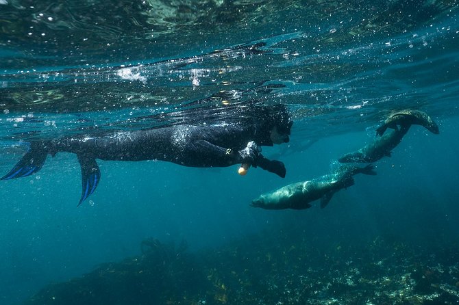 Seal Snorkeling With Animal Ocean in Hout Bay - Booking Confirmation and Availability