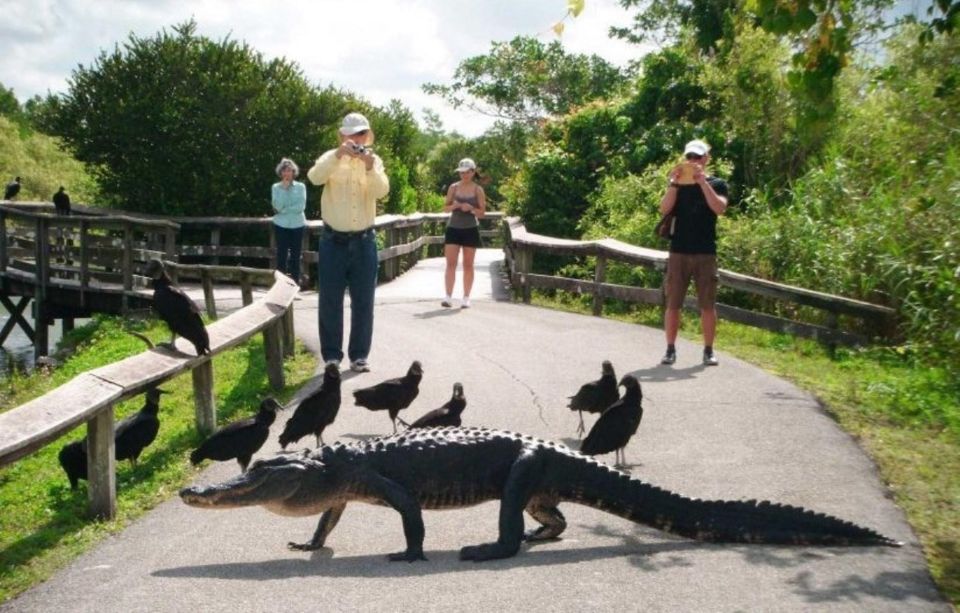 Semi-Private Everglades Tour From Miami or Fort Lauderdale - Alligator Show