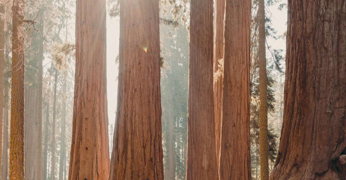 Sequoia: Private Tour & Hike - Tour Details