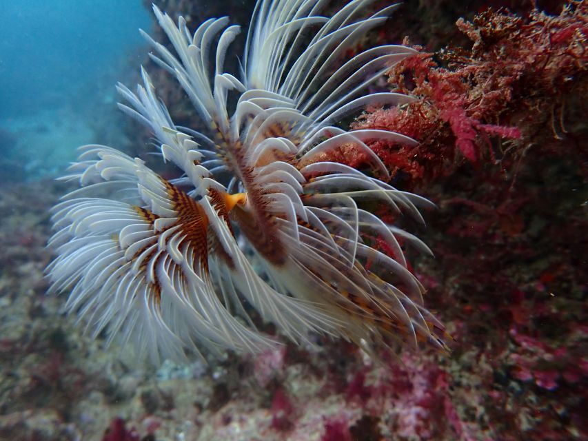 Sesimbra: Arrábida Marine Reserve Scuba Diving Experience - Certified Instructors and Training