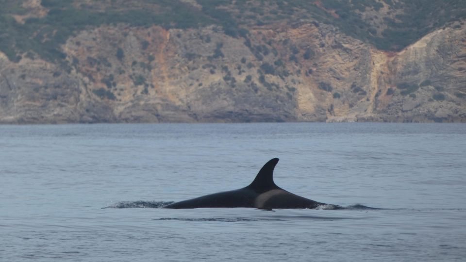 Sesimbra: Private Dolphin Watching Tour Arrábida Natural Park - Meeting Point and Departure