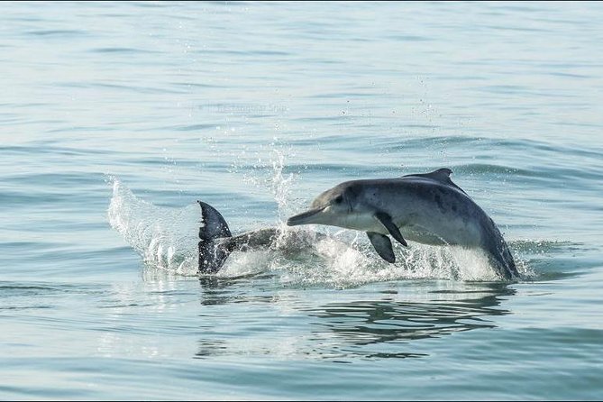 Shark Diving Full Day Guided Return Transfer to Gansbaai From Cape Town - Shark Cage Diving Cost