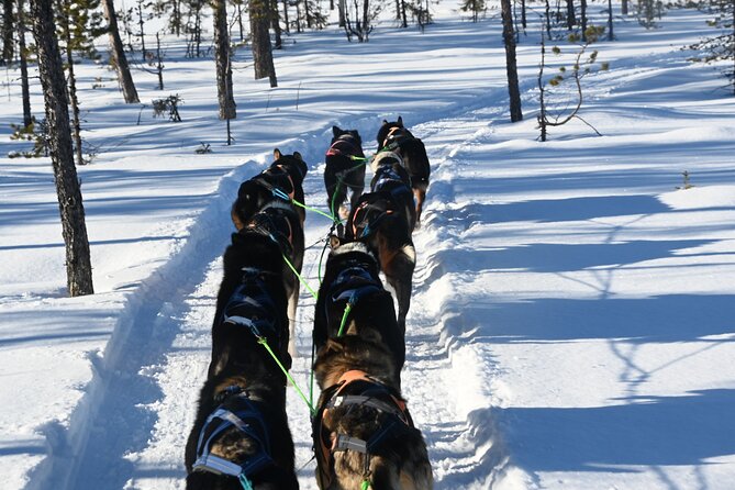 Sit Back and Relax Morning Husky Tour - Interacting With the Sled Dogs