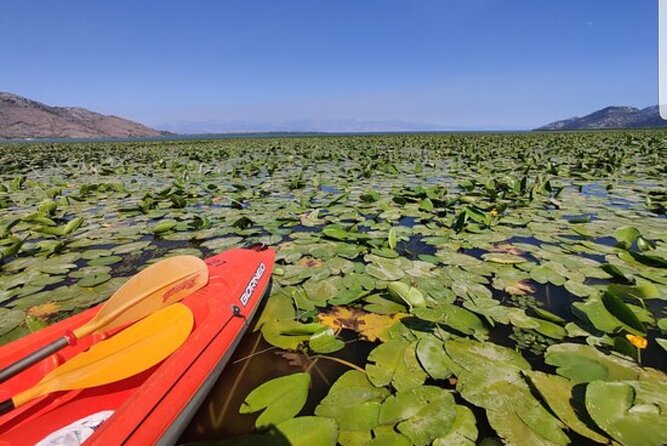 Skadar Lake Official - Kayak Tour - Pricing