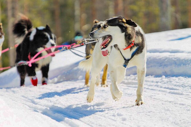 Small-Group Husky Mushing Experience in Rovaniemi - Tour Details