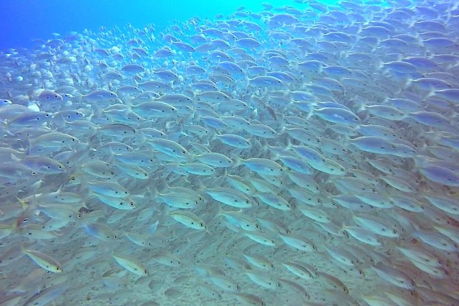 Snorkel Experience in Lanzarote - Inclusions and Refreshments