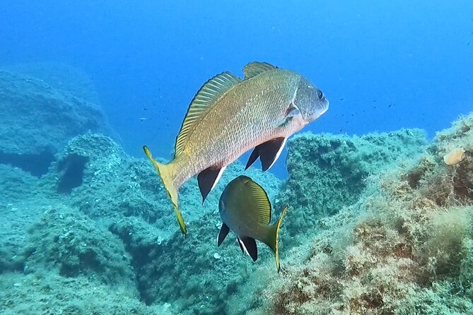 Snorkeling in the Marine Protected Area of Capo Carbonara - Snorkeling Equipment and Safety