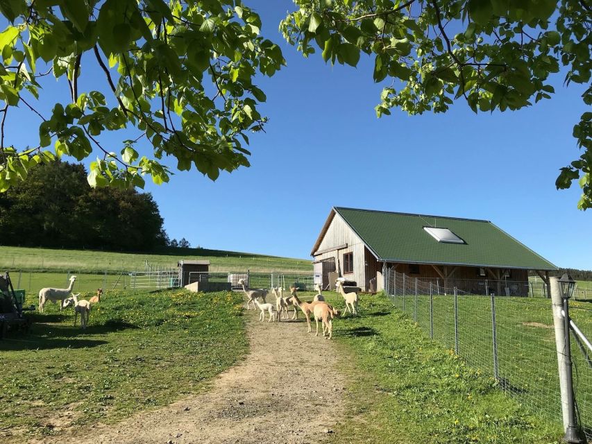 Sohland an Der Spree: Walk With an Alpaca - Experiencing the Alpacas