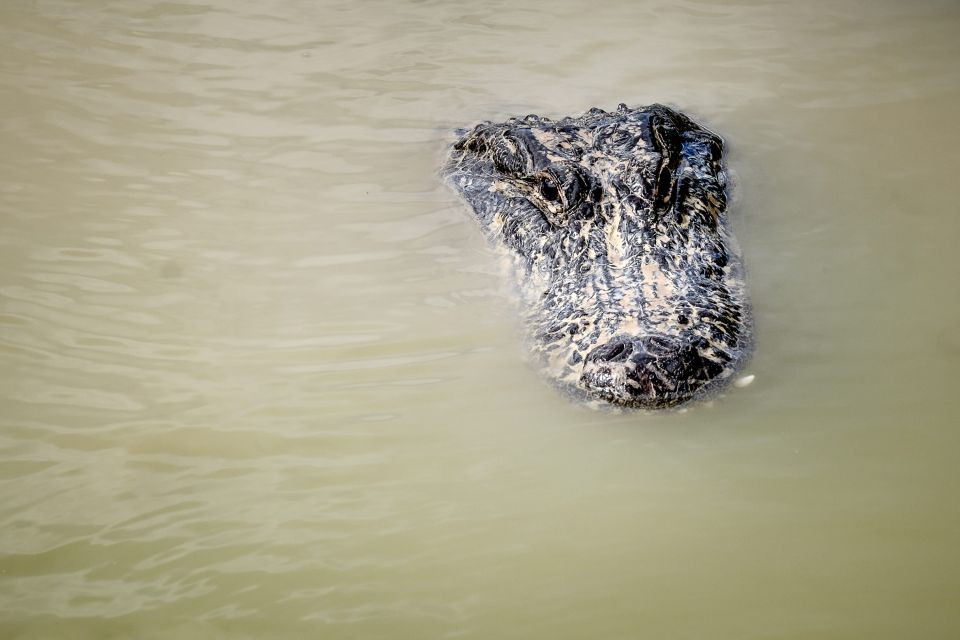 South Beach: Everglades Wildlife Airboat Tour - Accessibility and Safety