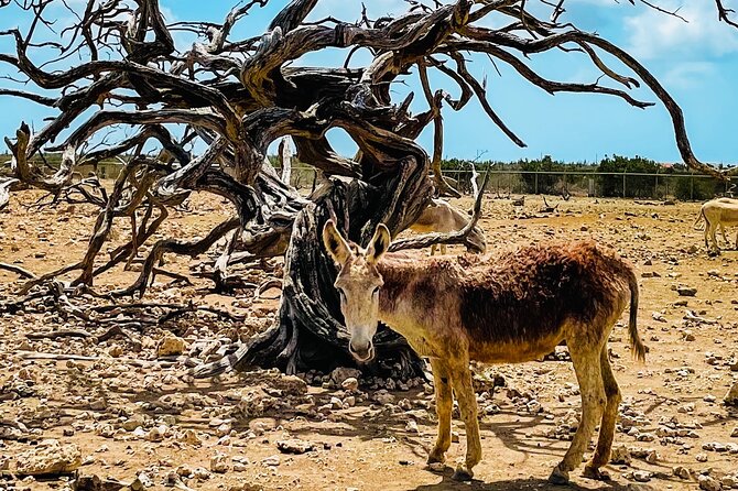 South Bonaire Private Island Tour - Exploring the Private Island