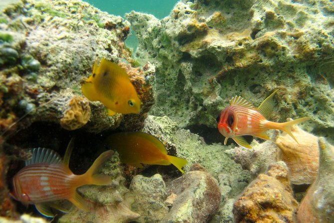 St Thomas Mangrove Lagoon Kayak and Snorkel Tour in the US Virgin Islands - Spotting Local Wildlife