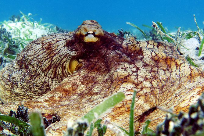 St Thomas Sea Turtle Snorkel Kayak Adventure Tour - Meeting and End Point