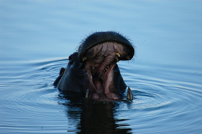 Sunset Cruises on the Zambezi River From Victoria Falls - Wildlife Viewing Opportunities