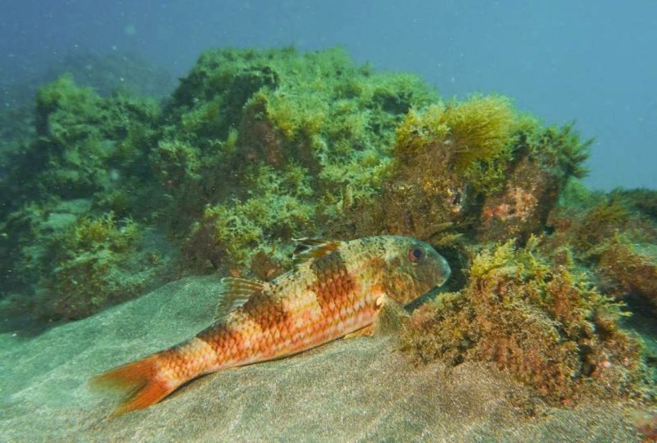 Tenerife: 3 Day/6 Dives Open Water Diver Course - Health and Safety