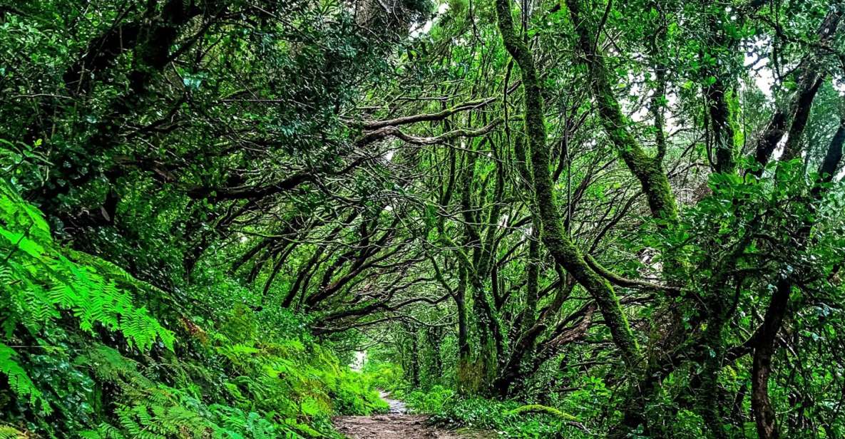 Tenerife: Anaga Rural Park Private Tour - Stunning Viewpoints