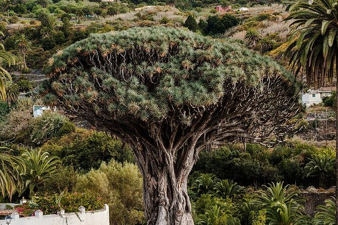 Tenerife Grand Tour: Including Teide National Park and Masca - Charming Garachico and Its Volcanic Pools