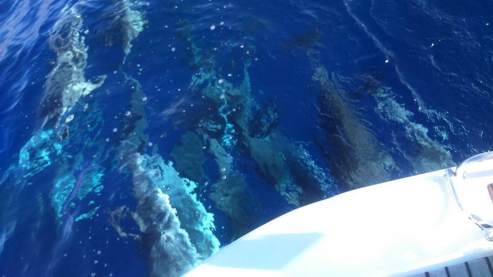 Tenerife: Private or Group 3 Hour Sailing Cruise With Drinks - Marine Wildlife