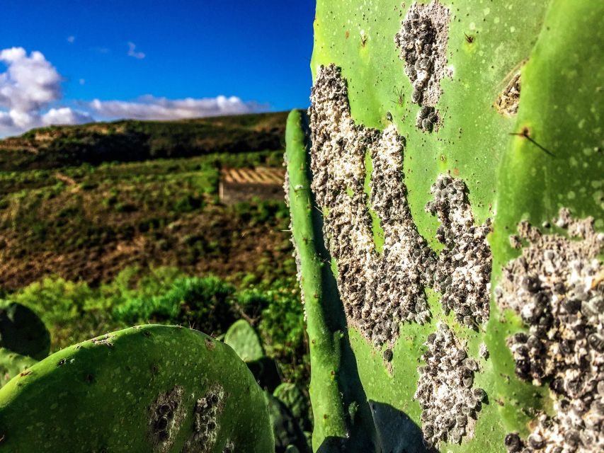 Tenerife Private Tour: Full-Day Volcanic South - Montaña Roja Volcano Exploration