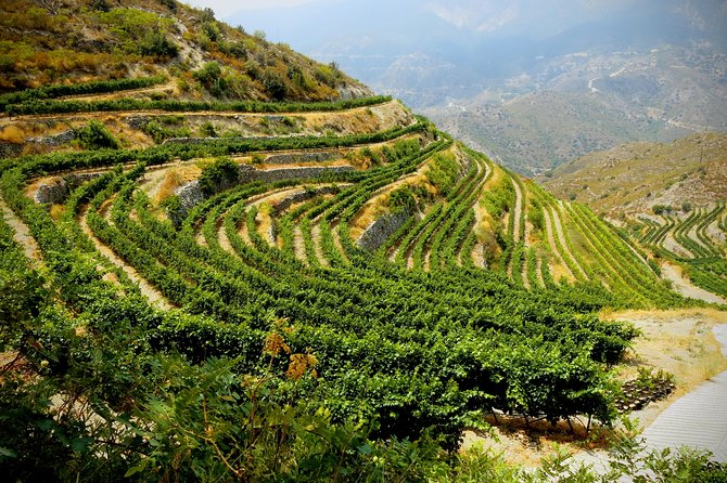 The Grape Escape: Troodos Mountains Thru Wine Small Group Tour 6hrs - Winery Visits