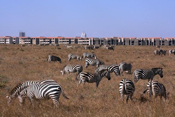 Tour: Giraffe Center and Nairobi National Park - Pickup and Meeting Details