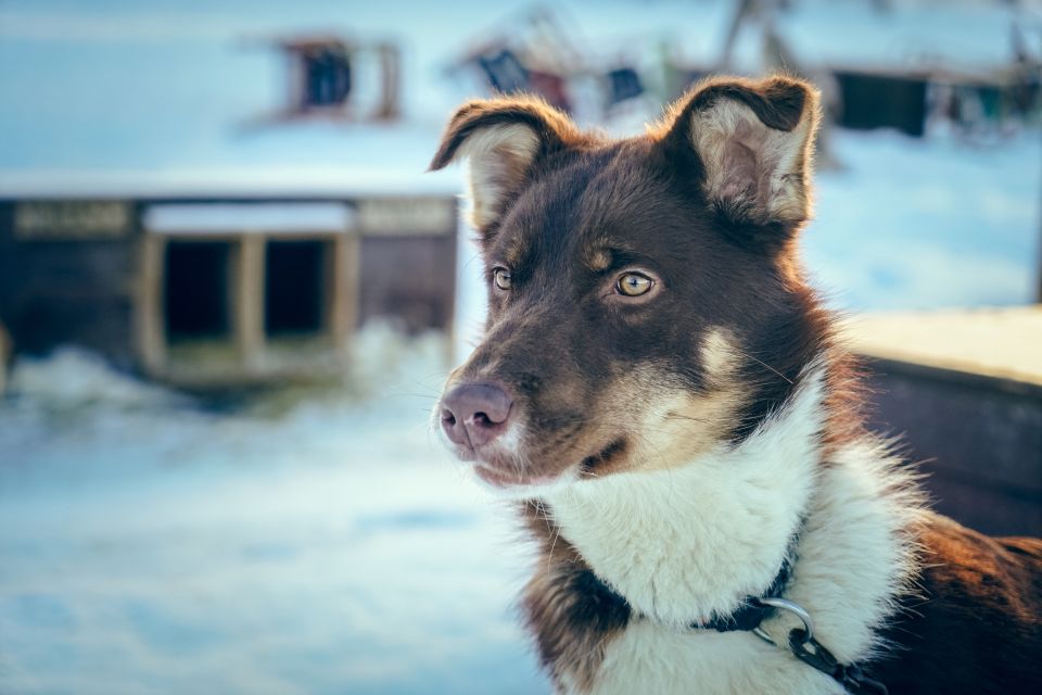 Tromsø: Husky Sled Self-Drive With Traditional Lunch - Bonding With the Huskies