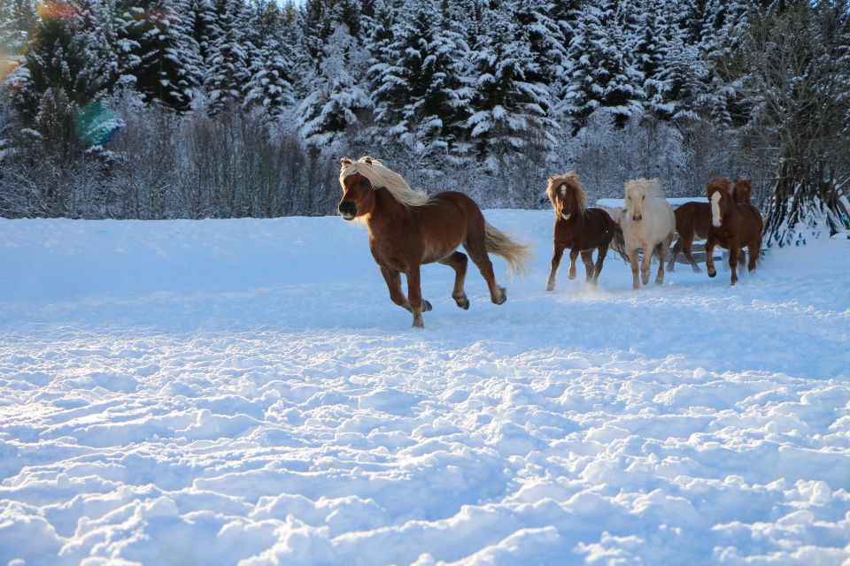 Tromsø: Lyngen Horse Stud Farm Visit - Optional Horse Riding Experience