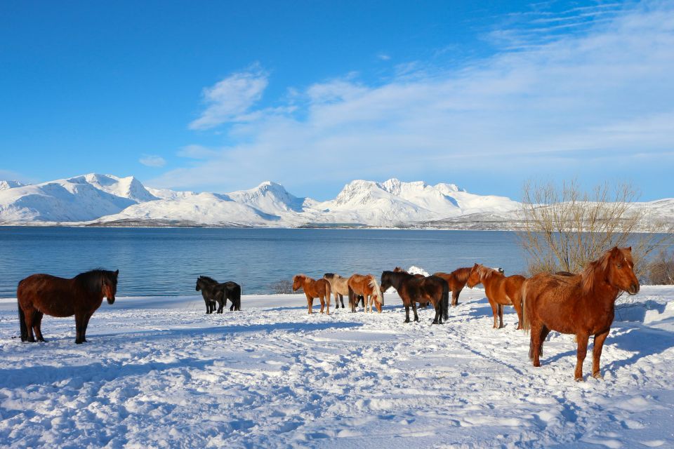 Tromsø: Lyngen Horseback Riding Experience - Effective Riding Time and Safety Considerations