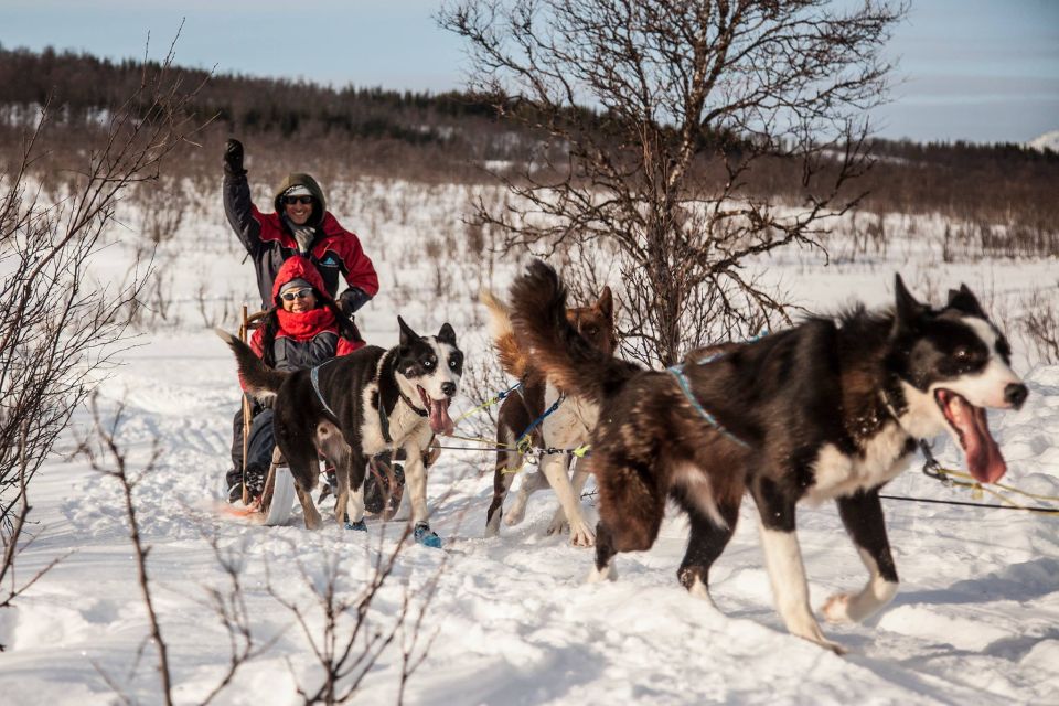 Tromsø: Self-Drive Husky Dog Sledding Adventure - Important Considerations