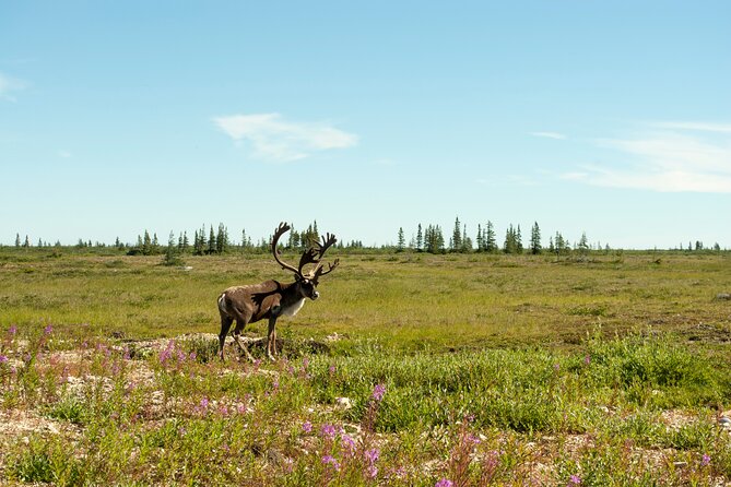 Tundra Buggy Summer Day Tours - Cancellation Policy