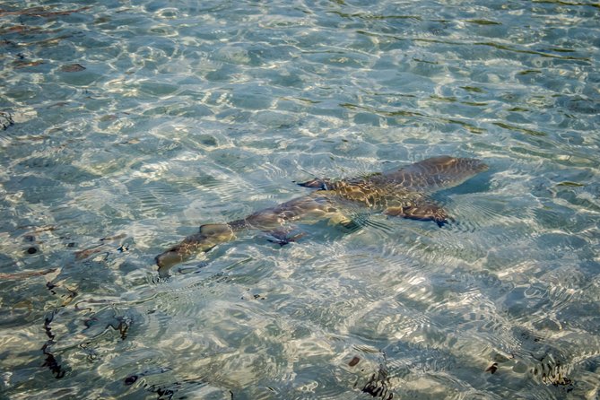 Turtle Eco Tour on Stand-Up Paddleboards or Kayaks Into the National Marine Park - Wildlife Encounters