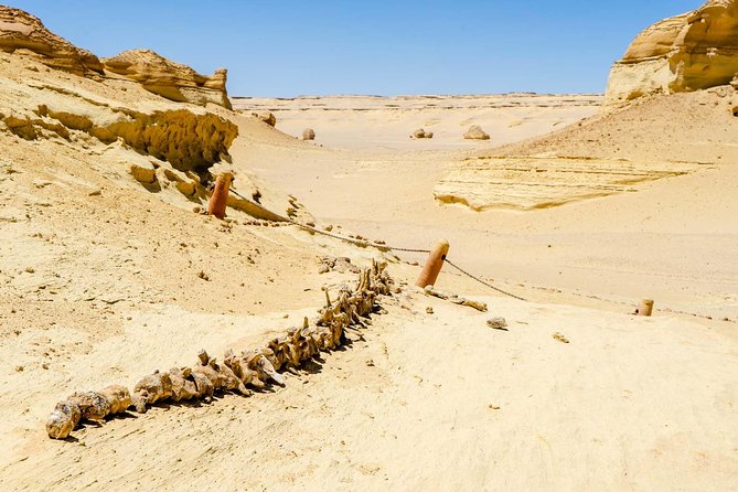 Valley of Whales and Wadi El Rayan Water Falls Day Tour From Cairo - Cancellation Policy