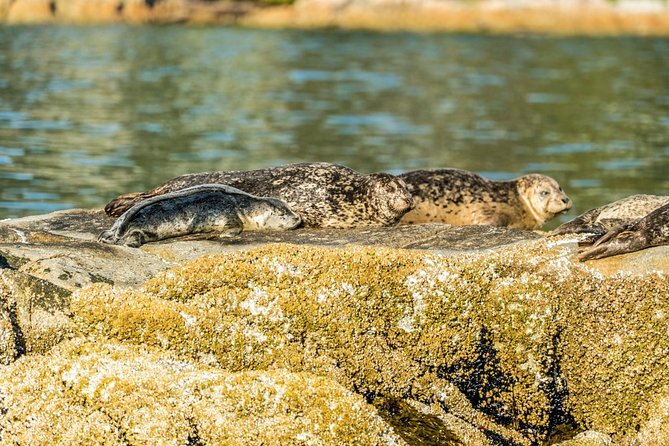 Vancouver City and Seals Scenic Boat Tour by Vancouver Water Adventures - Accessibility