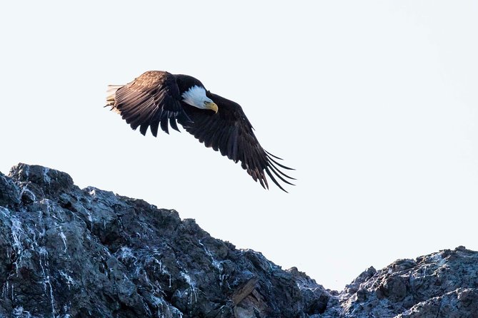 Victoria Marine Wildlife Tour - Additional Information