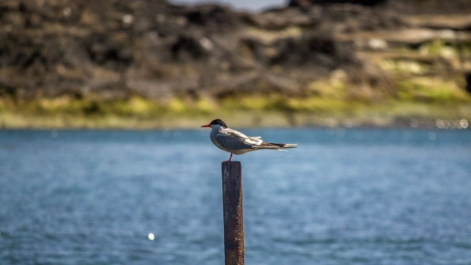 Vila Franca Islet: Off-coast Nature Reserve Tour - Tour Inclusions and Safety