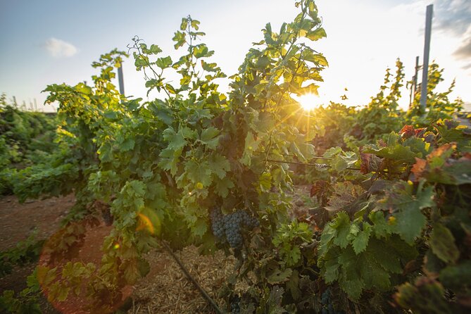 Vineyard Tour With Wine and Cheese Tasting in Fuerteventura - Wine Tasting Offered