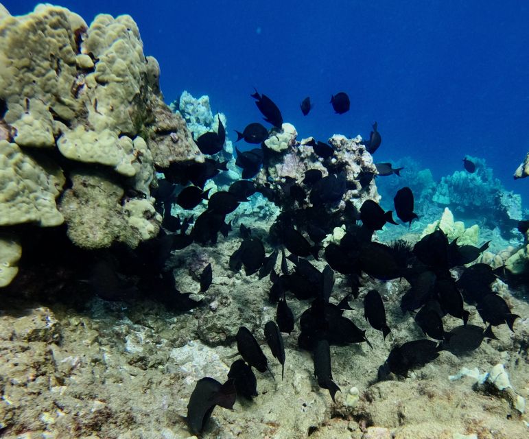 Wailea Beach: Snorkeling Tour for Non-Swimmers & Beginners - Exclusions