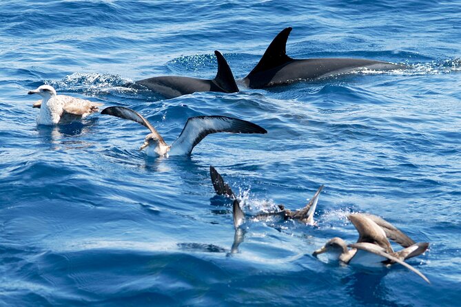 Whale and Dolphin Watching EcoAdventure in Tenerife - Cancellation Policy and Refunds