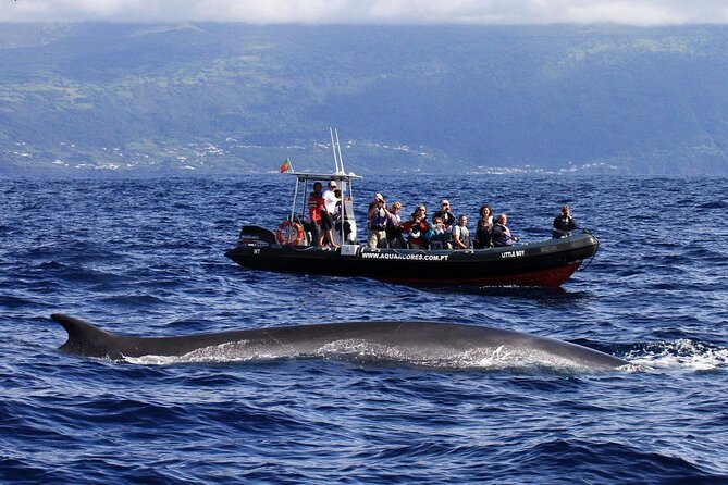 Whale and Dolphin Watching in Pico Island - Half Day - Unobstructed Views From the Boat