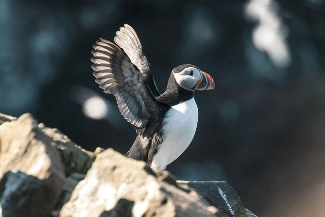 Whale and Puffin Watching Around Skjálfandi Bay From Husavik - Tour Duration and Group Size