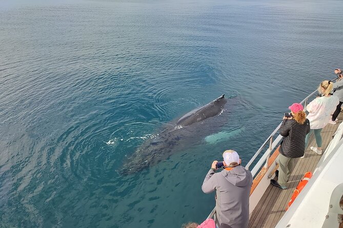 Whale Watching & Dolphin Yacht Cruise - Learning From the Onboard Guide