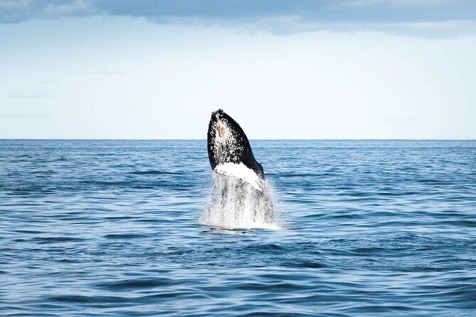 Whale Watching in Husavik - Included Features and Discounts