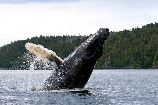 Whale Watching Rib Tour - Self Transfer - Health and Accessibility