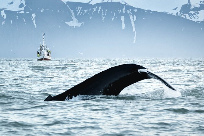 Whales and Puffins Tour From Husavik - Additional Tour Details