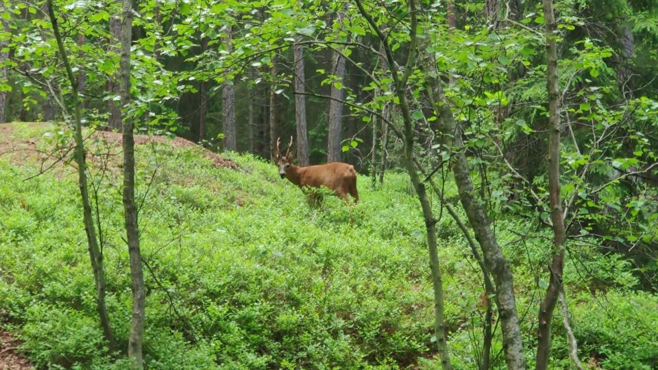 Wolf and Wildlife Tracking in Sweden - Tracking Wolves and Nordic Wildlife