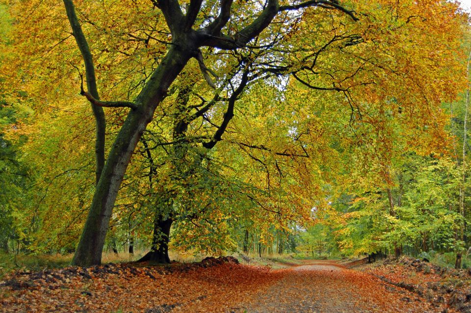 Wonders of Wiltshire (Interactive Guidebook) - Scenic Walks and North Wessex Downs