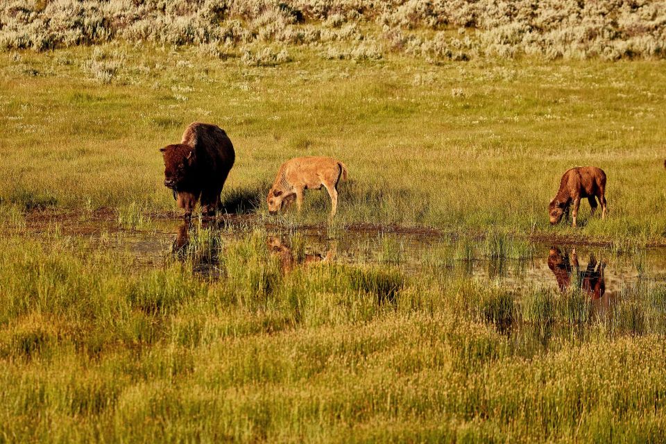 Yellowstone: Bespoke Photo Tour - Winter - Suitability