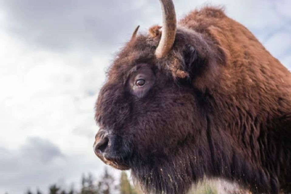 Yellowstone & Grand Tetons: 4-Day/3-Night Wildlife Adventure - Wildlife Viewing