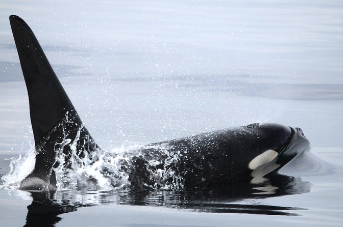 Zodiac Whale Watching Adventure From Telegraph Cove - End Point and Departure