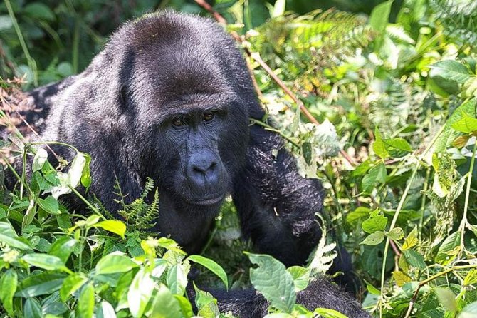 5-Day Pearl of Africa Chimps and Gorilla Trekking Safari - Key Points