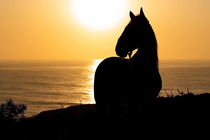 1 Hour Horse Ride on the Beach of Essaouira - Exploring the Beach and Forests